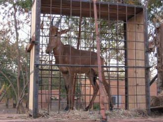 12 Les Animaux Sauvages